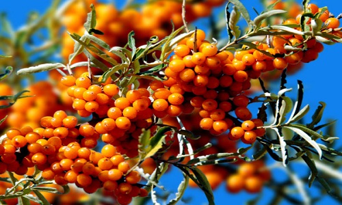 上饒激光治療青色胎記醫(yī)生