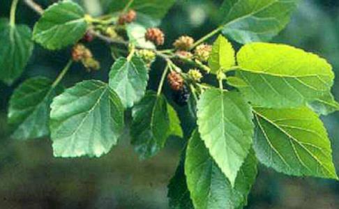 邵陽3D藝術(shù)豐胸術(shù)醫(yī)生