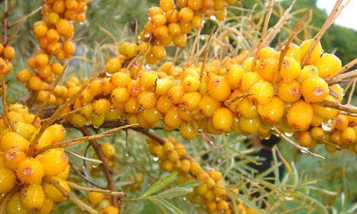 云南肉毒素醫(yī)生